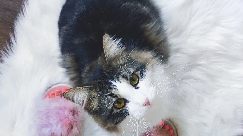 Kitty Cats + Olive Oil