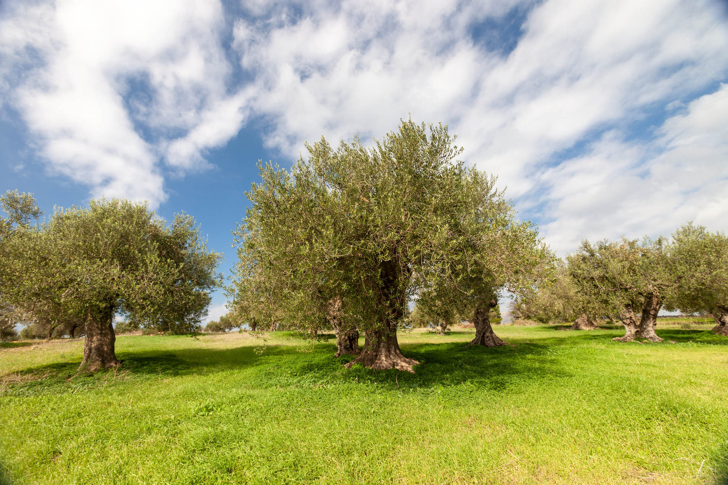 Kasandrinos olive trees in Lakonia, Greece.