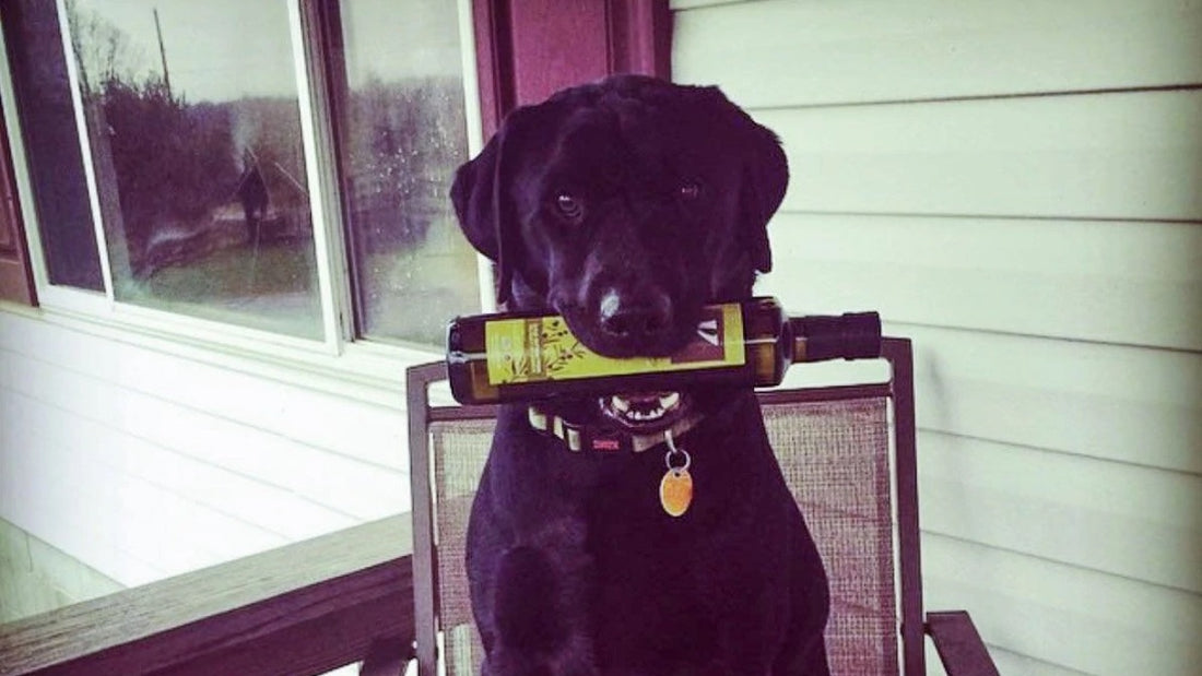 Black lab dog holding a bottle of kasandrinos olive oil in her mouth.