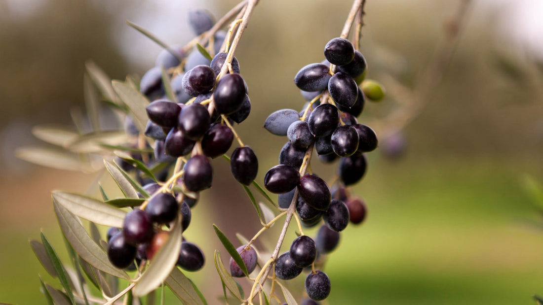 Koroneiki olives on an olive tree