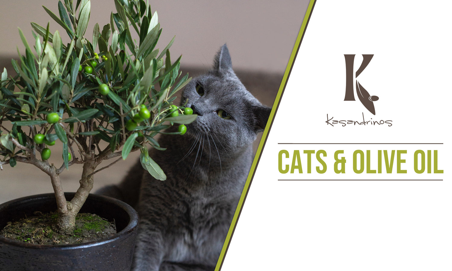 Cats and Olive Oil Kasandrinos International