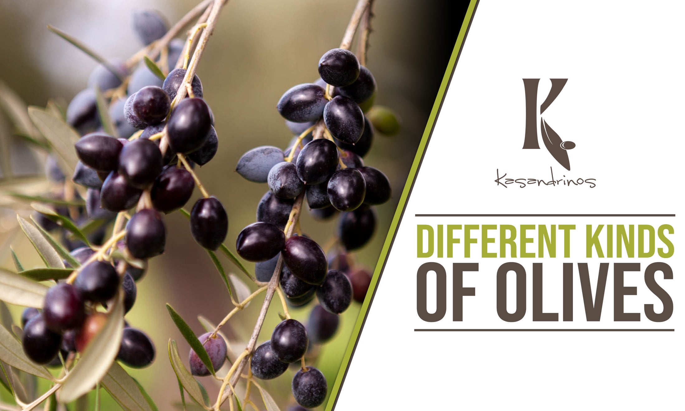 The Different Kinds of Olives Kasandrinos International