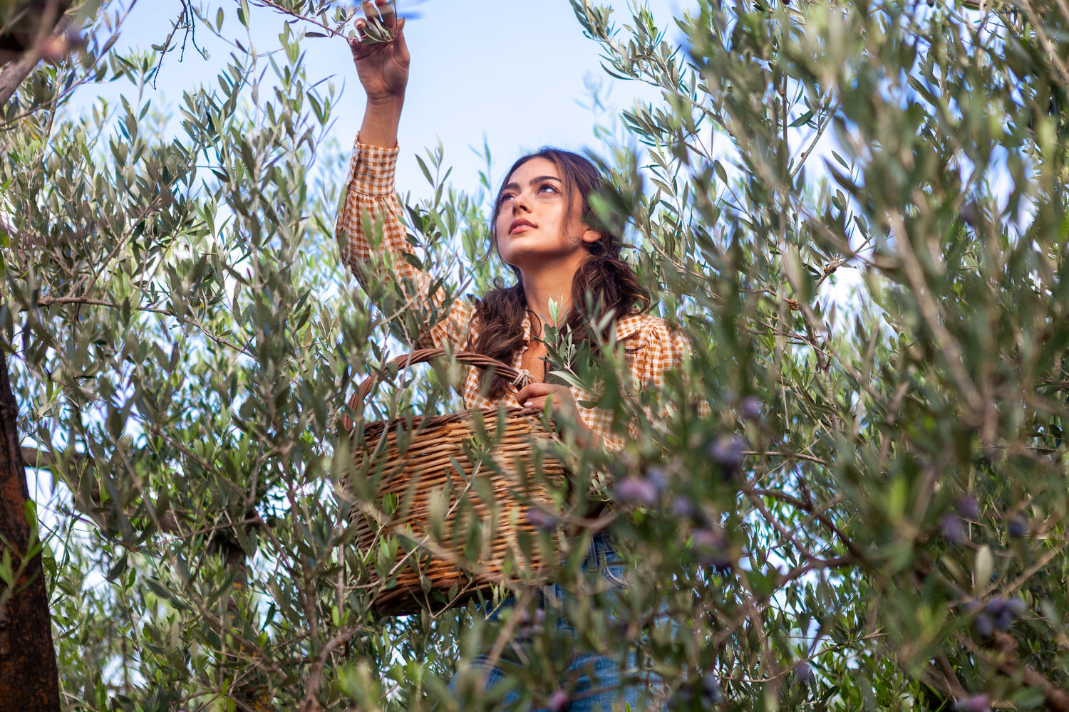 Female (Anna Kostakis) picking olives in Kasandrinos olive field. She is standing in the tree with a woven basket.
